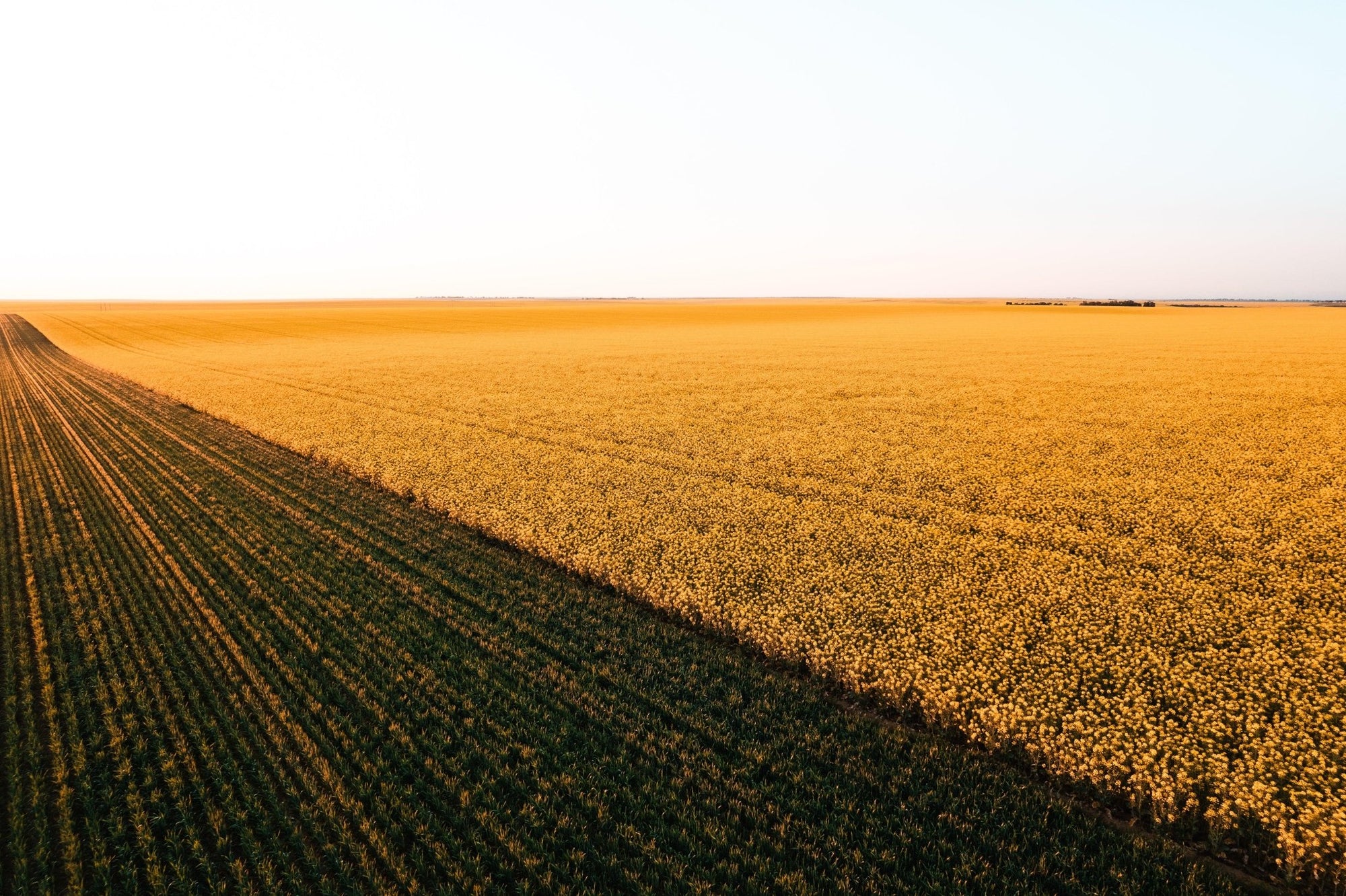 Thatcher - Mingenew Wall Art - Digital Download - Days Adrift