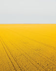 Topaz - Mingenew Wall Art - Digital Download - Days Adrift