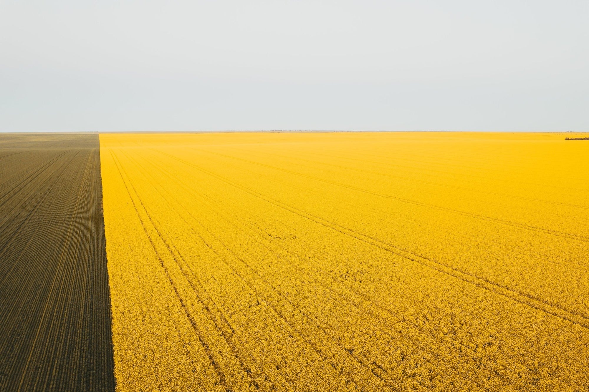 Topaz - Mingenew Wall Art - Framed Print - Days Adrift