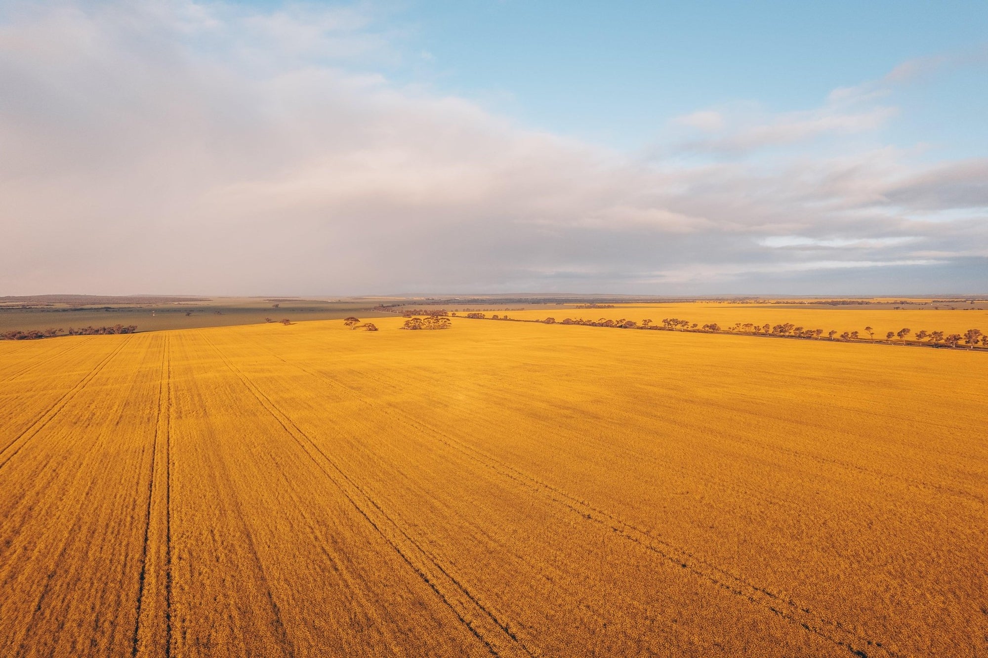 Vincent - Mingenew Wall Art - Framed Print - Days Adrift