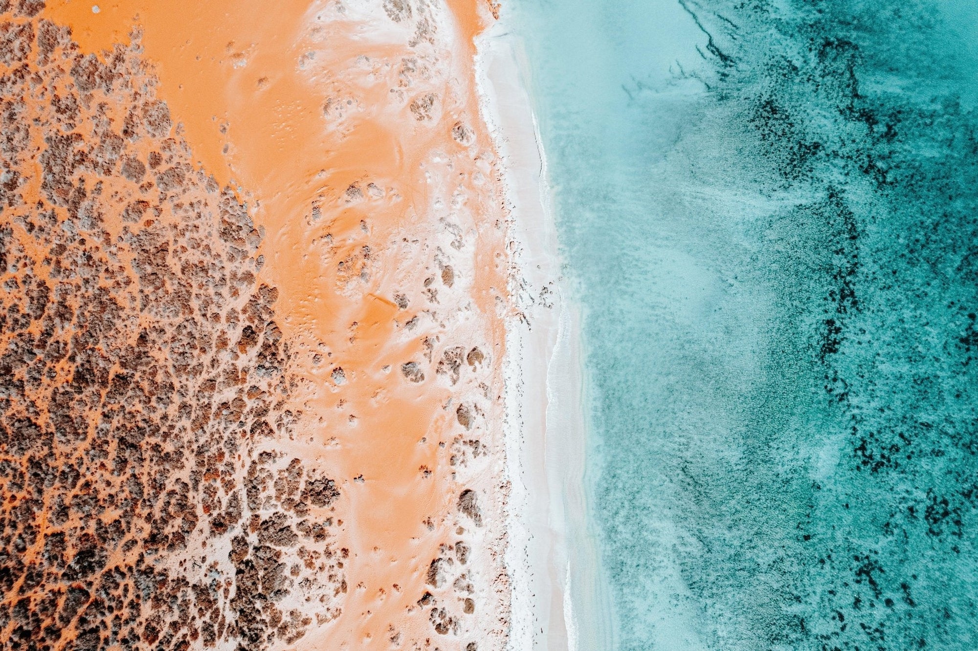 William - Shark Bay Wall Art - Digital Download - Days Adrift