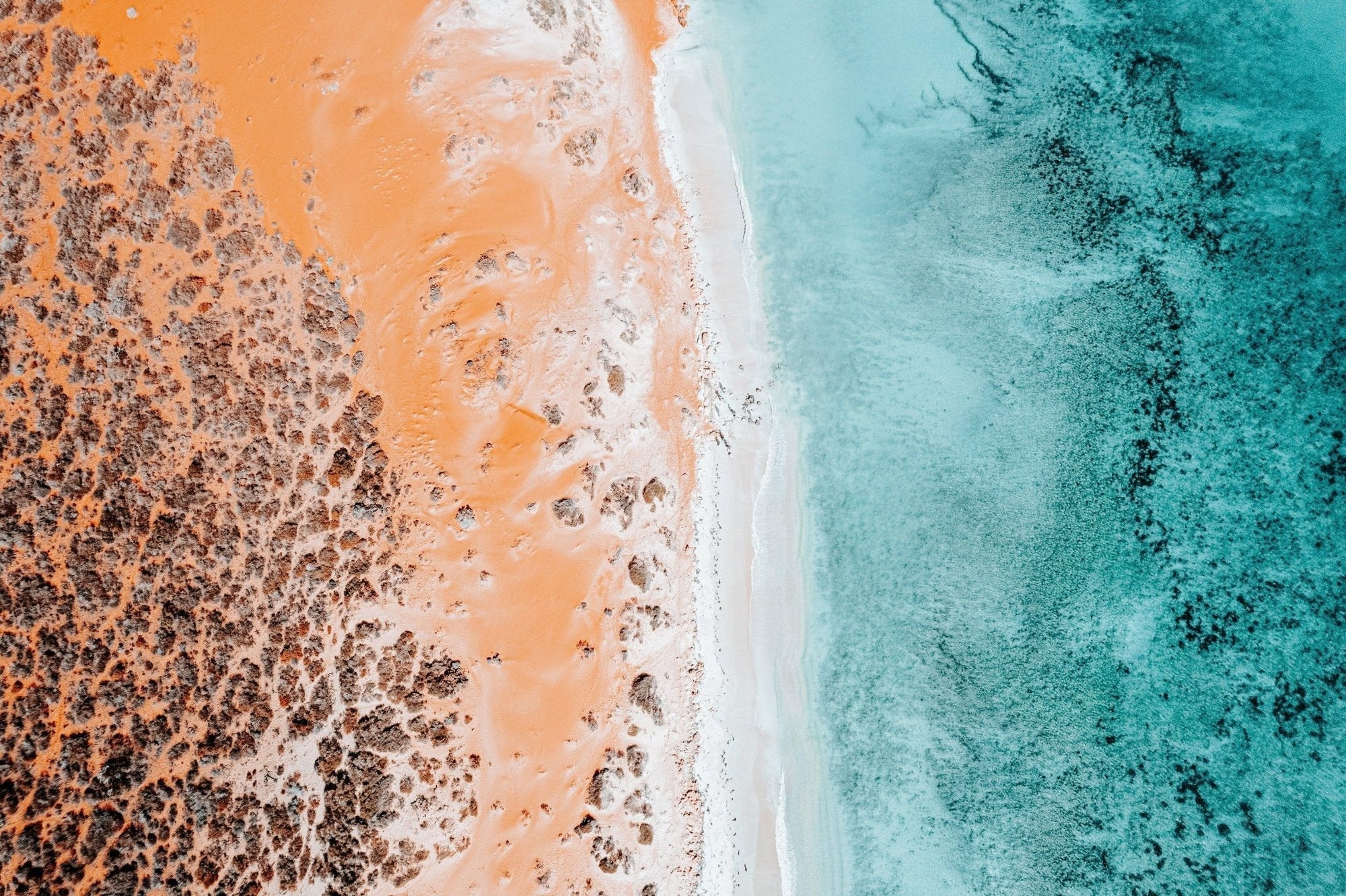 William - Shark Bay Wall Art - Digital Download - Days Adrift