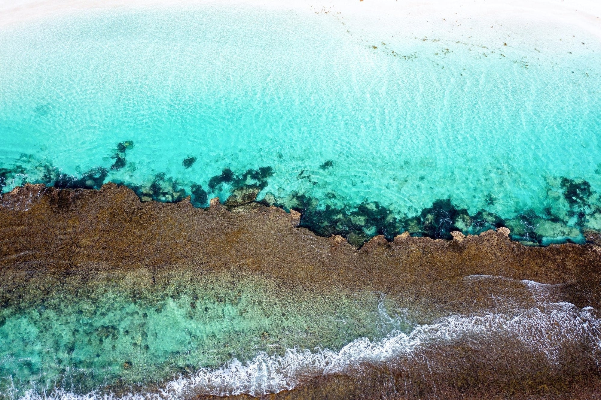 Wren - Coral Bay Wall Art - Digital Download - Days Adrift