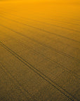 Zaki - Mingenew Wall Art - Digital Download - Days Adrift