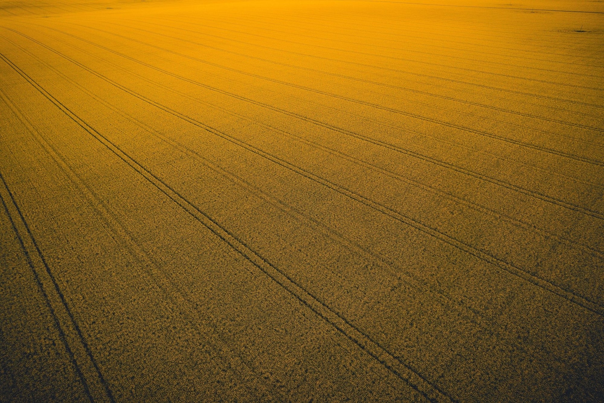 Zaki - Mingenew Wall Art - Framed Print - Days Adrift