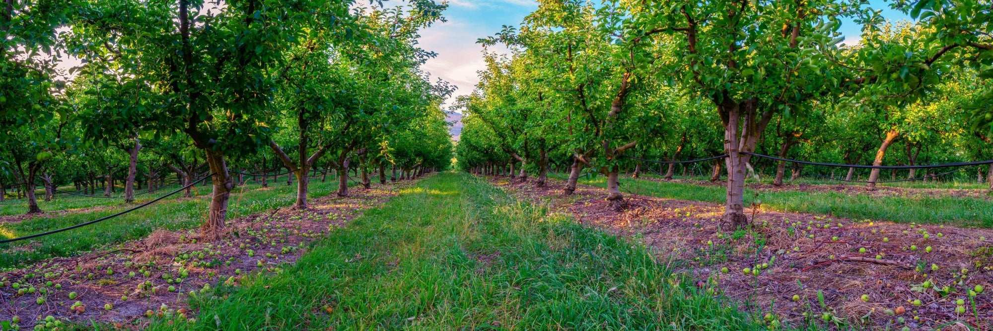 Apple - Tasmania Wall Art - Digital Download - Days Adrift