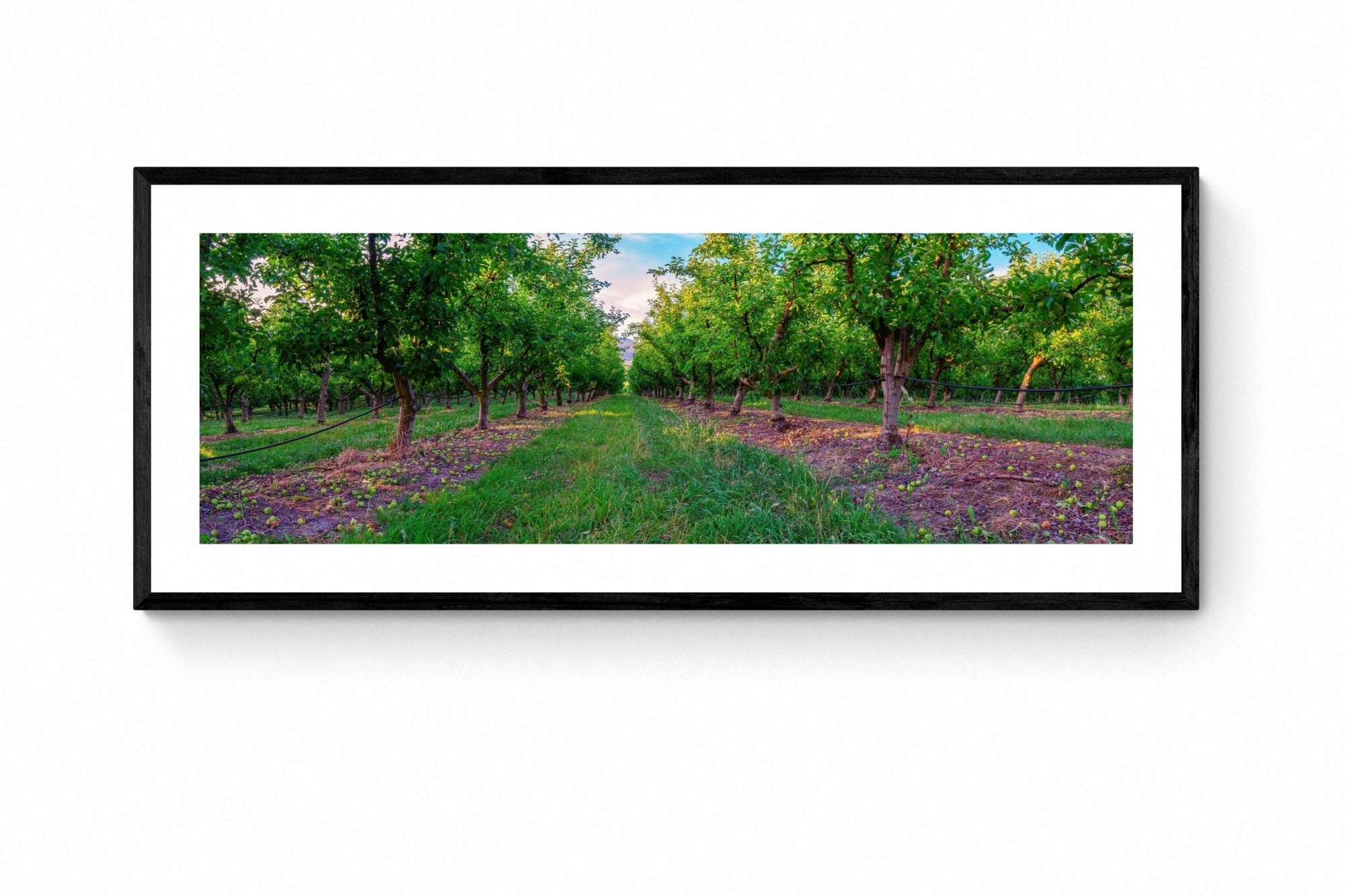 Apple - Tasmania Wall Art - Framed Print - Days Adrift
