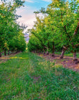 Apple - Tasmania Wall Art - Framed Print - Days Adrift