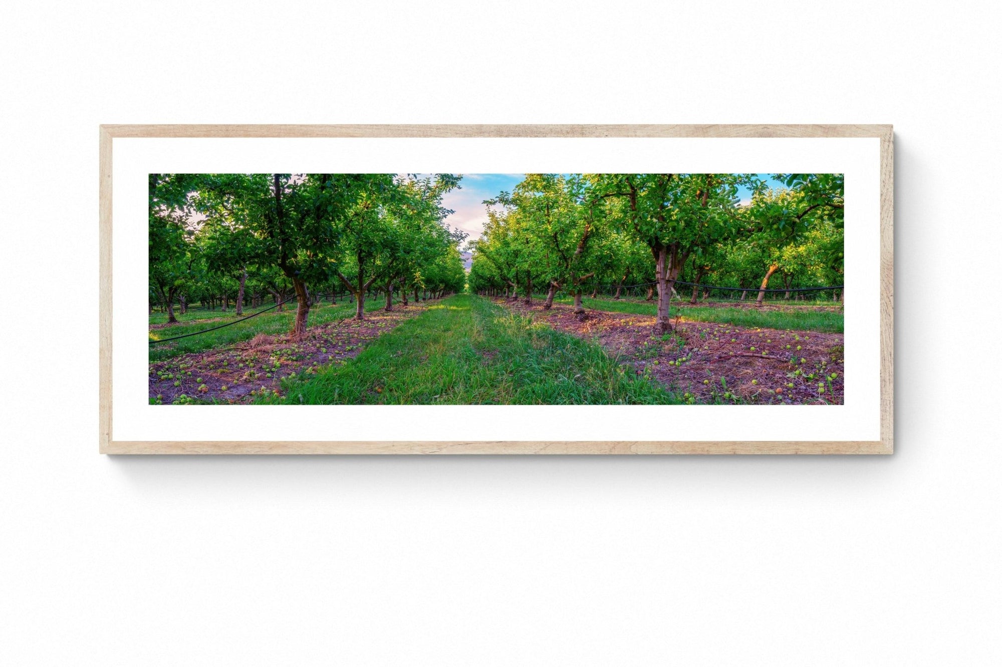 Apple - Tasmania Wall Art - Framed Print - Days Adrift