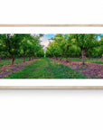Apple - Tasmania Wall Art - Framed Print - Days Adrift