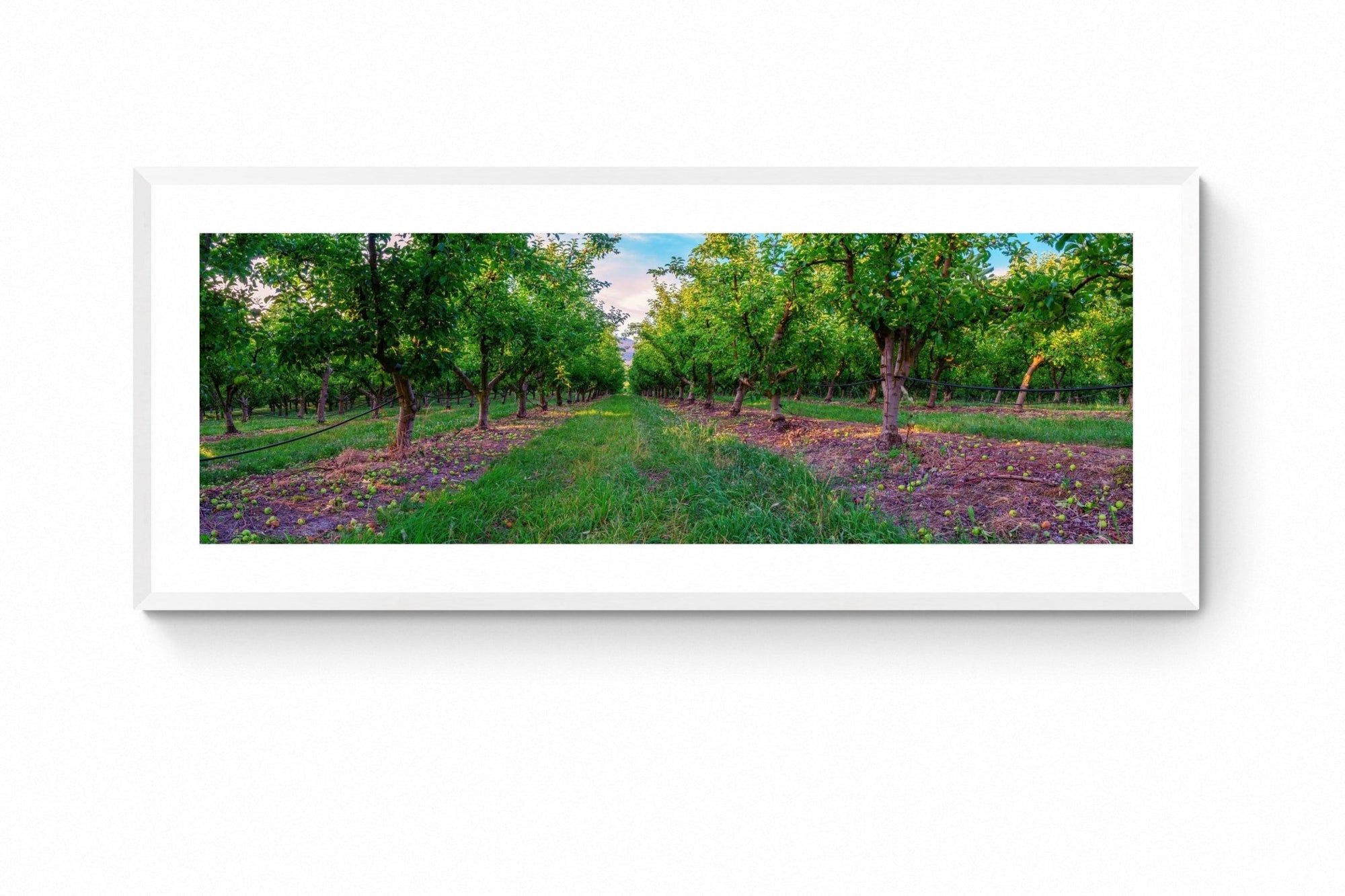 Apple - Tasmania Wall Art - Framed Print - Days Adrift