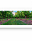 Apple - Tasmania Wall Art - Framed Print - Days Adrift