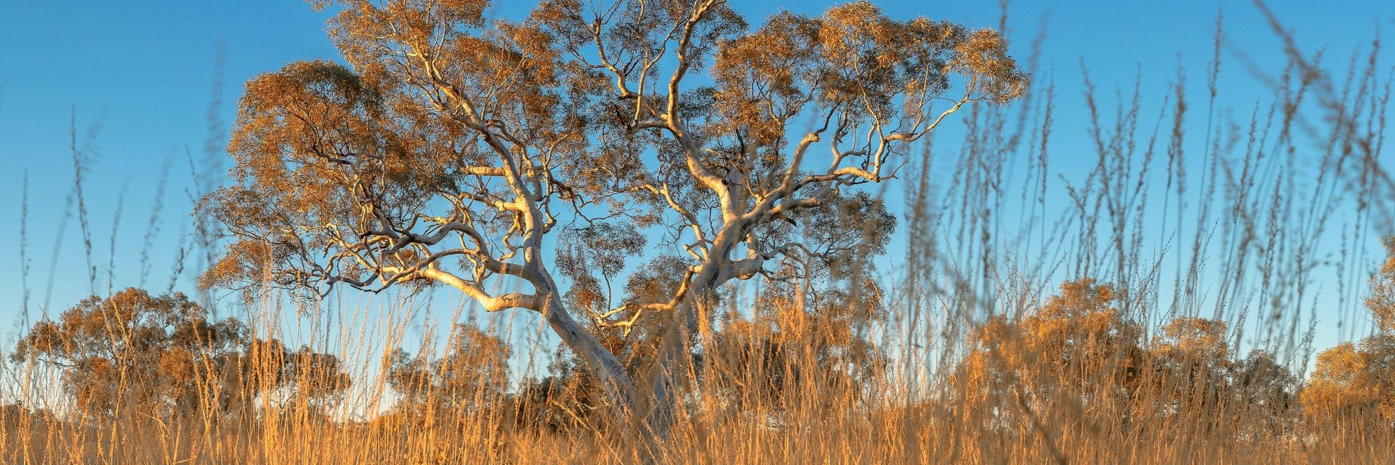 Fletcher - Karijini Wall Art - Digital Download - Days Adrift