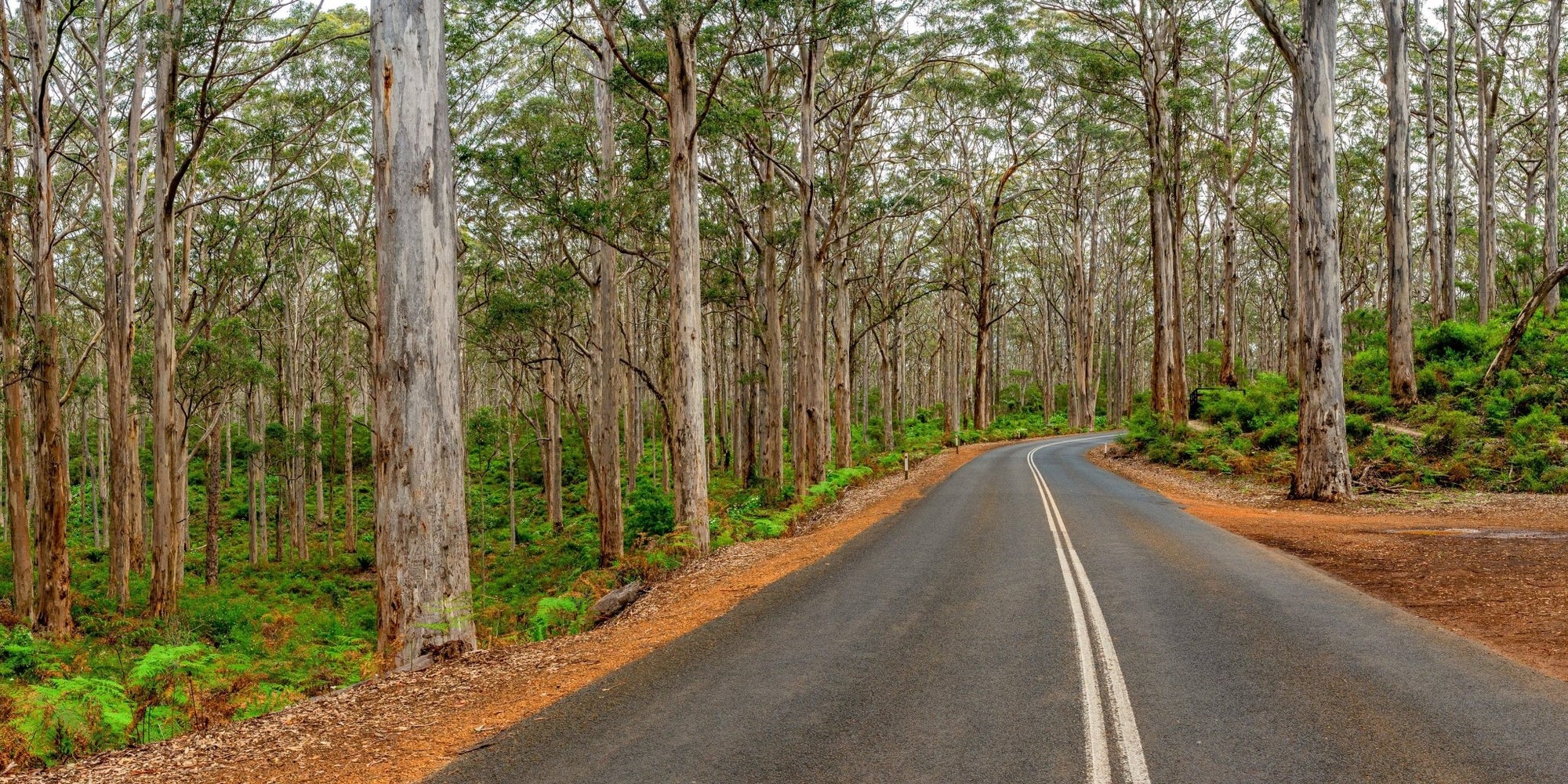 Forest - Pemberton Wall Art - Digital Download - Days Adrift