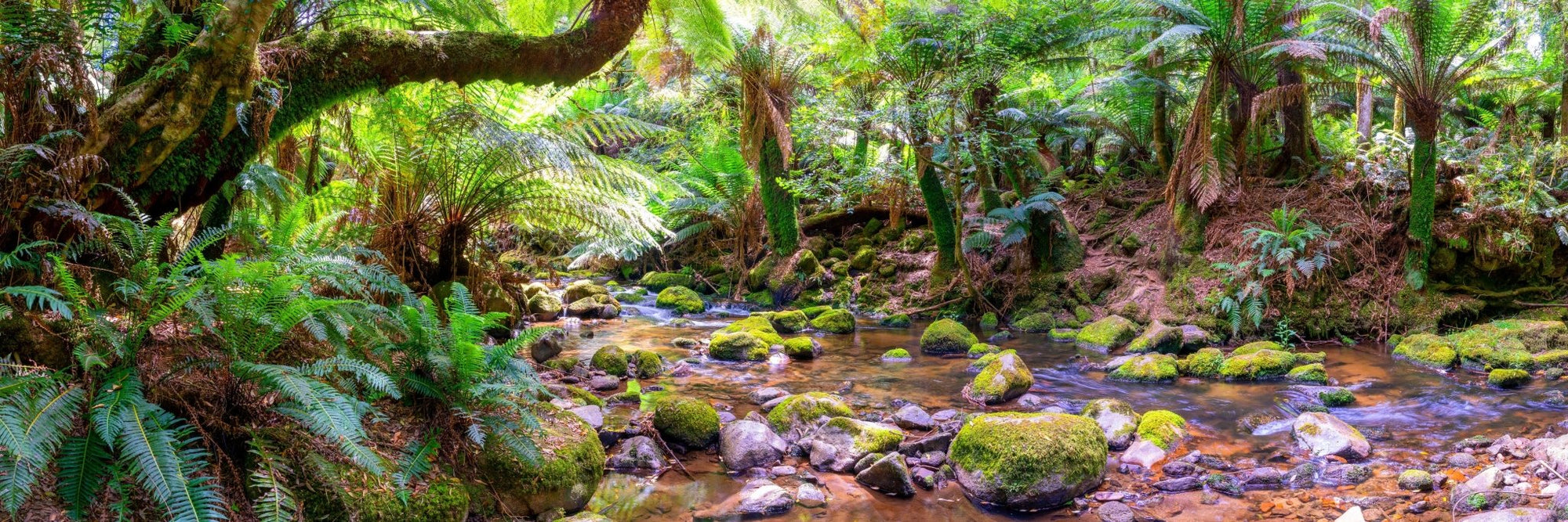 Kayla - St Columba Falls Wall Art - Digital Download - Days Adrift