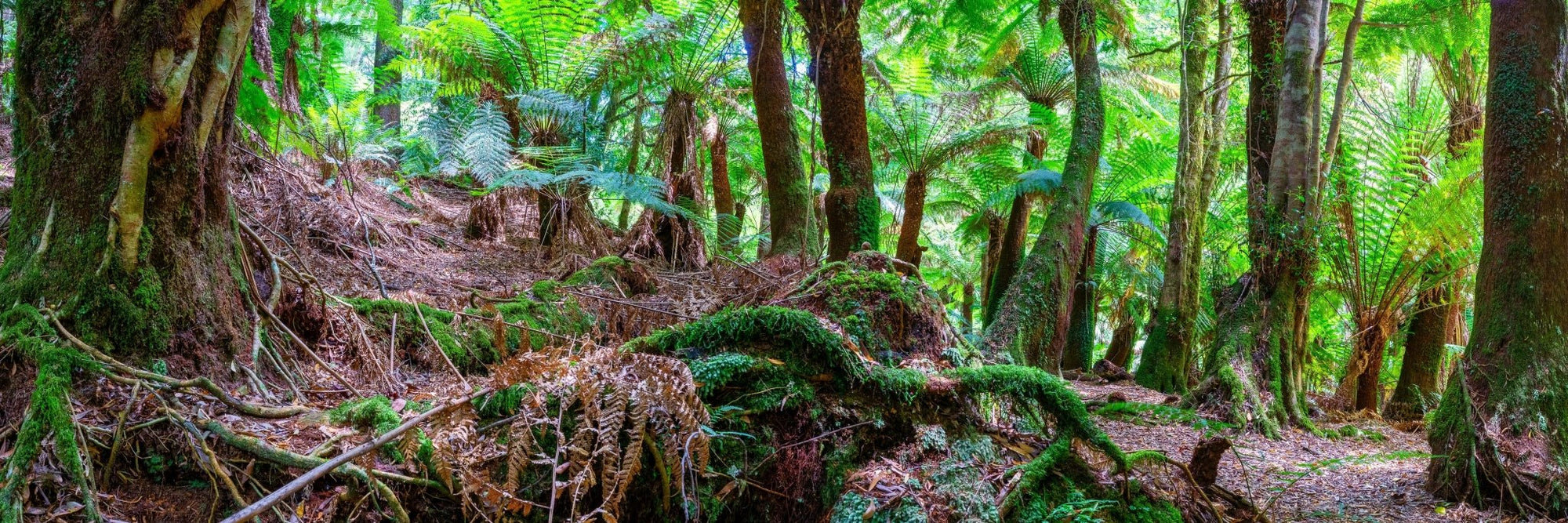 Noah - St Columba Falls Wall Art - Digital Download - Days Adrift