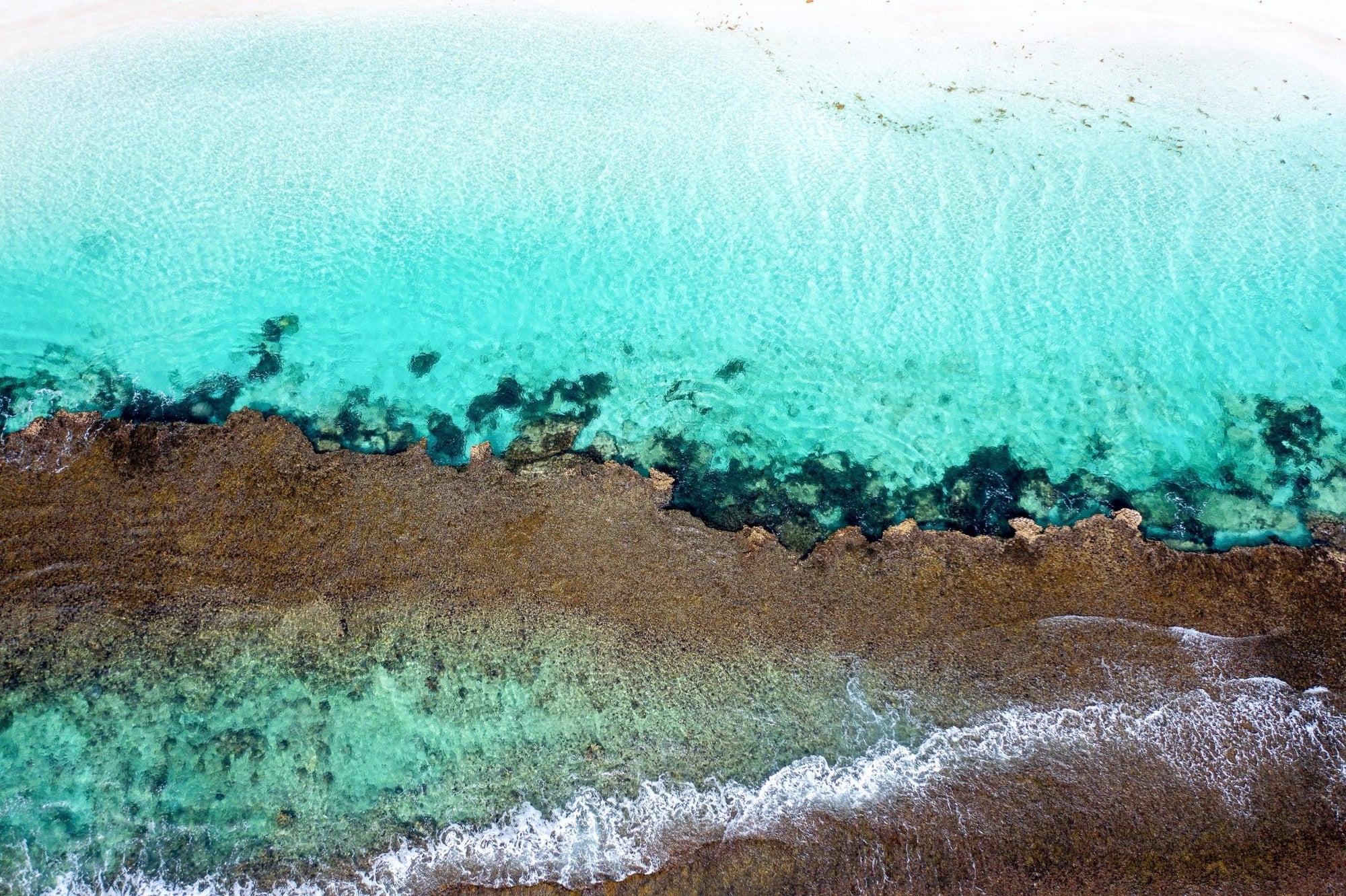 Wren - Coral Bay Wall Art - Digital Download - Days Adrift