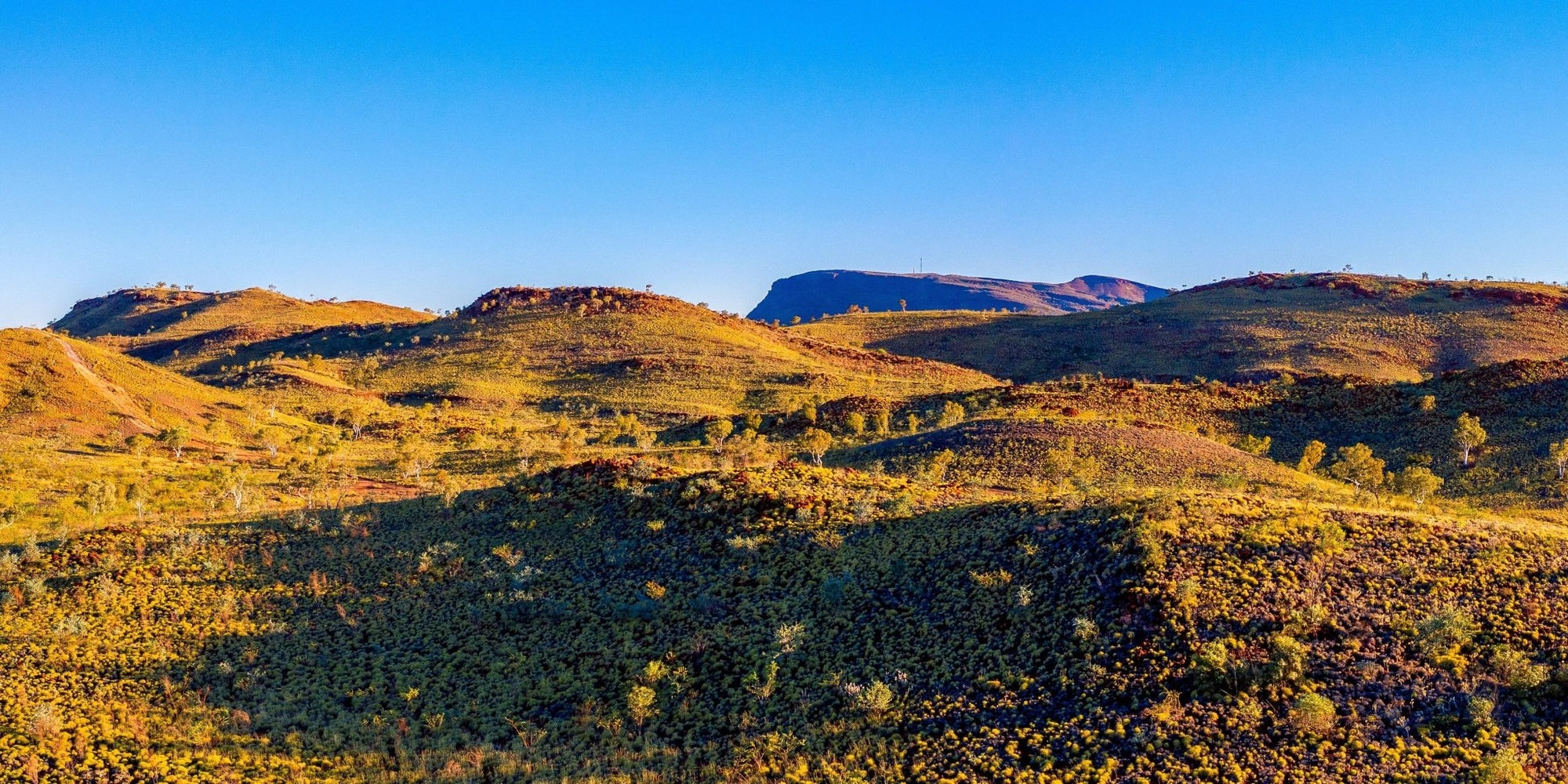 Zak - Tom Price Wall Art - Framed Print - Days Adrift